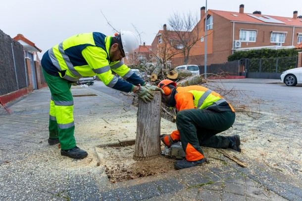 Boadilla del Monte comenzará a plantar más de mil árboles anualmente