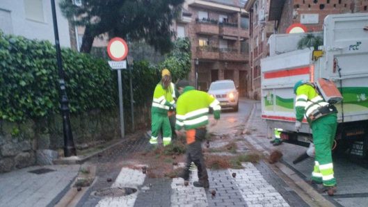 Inicia campaña de poda tras caída de árbol en Galapagar