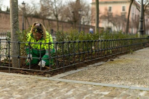 Boadilla del Monte renueva parterres con casi 4000 plantas de escalonia