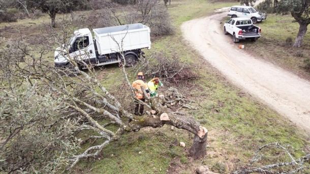 Cortas de árboles en Boadilla para prevenir riesgos ambientales