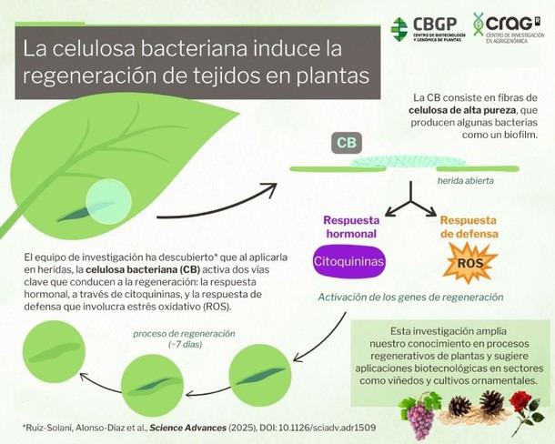 La celulosa bacteriana acelera la curación de tejidos en plantas