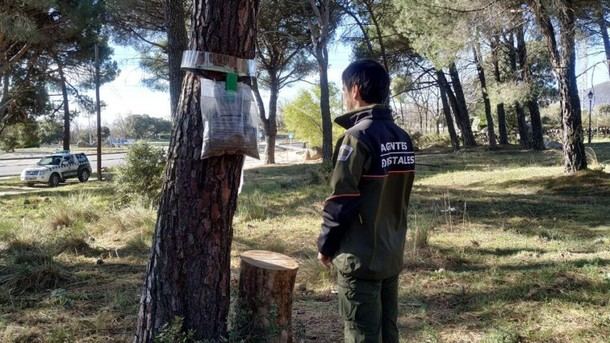 Madrid inicia control de oruga procesionaria en 65.000 hectáreas de pinares