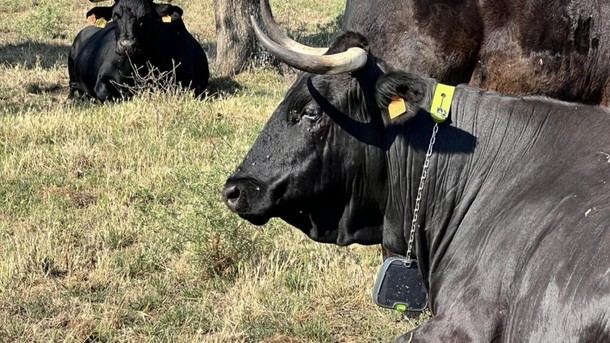 Madrid prueba tecnología avanzada para optimizar pastos de ganado extensivo